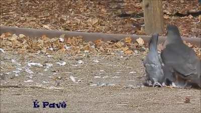 Por favor não mim banir