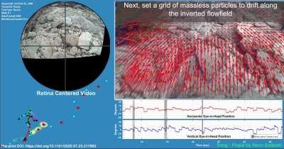 Эта система отслеживает направление человеческого взгляда во время прогулки по камням