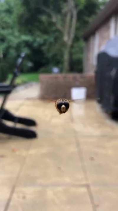 This cute little bee wants a close up