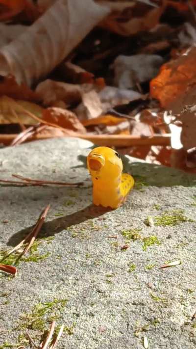 Flashback to when I found this little guy on a hike