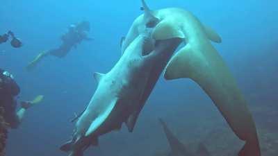 Grey Nurse Sharks attempting to mate only to put themselves in tonic immobility.