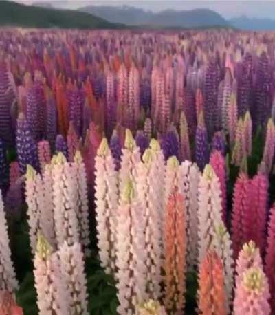 Lupine flowers in New Zealand