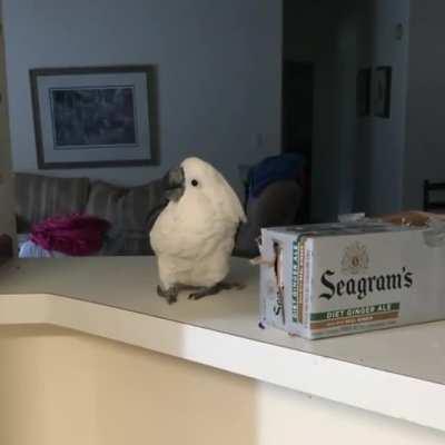 Bird is so amazed to see a cat jumping