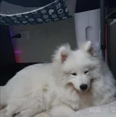 A tired doggo is a happy doggo