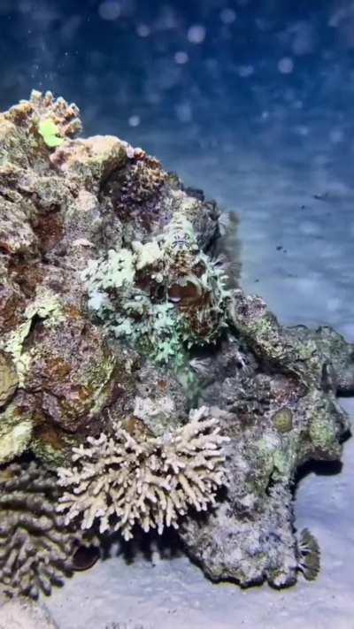 🔥 The octopus' camouflage