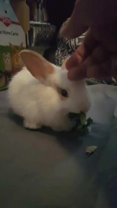 Baby Ziti's first kale.