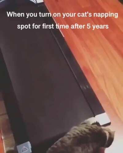 When you turn on your cat's napping spot for first time in 5 years