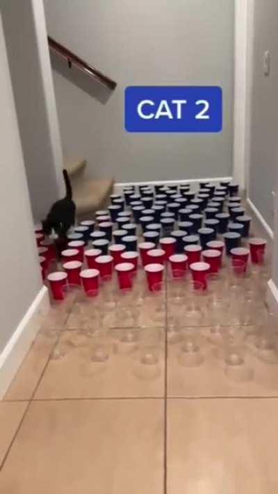 Cats vs Cups. They were doing alright and then Cat #3 came along.