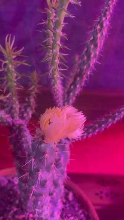 I spotted what appears to be a Pseudoscorpion on my cactus this morning! 🦂🌵I did not know these existed, very cool! Boone County, MO