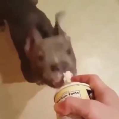 “WHEN YOUR DOG REALIZES IT’S MONDAY”