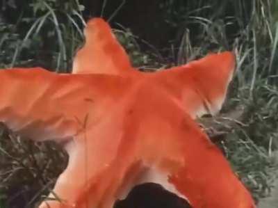 Never trust a starfish in a tree