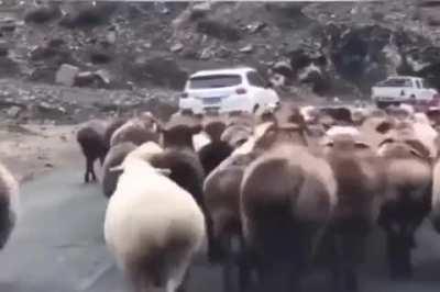 Mains Kindred be like: