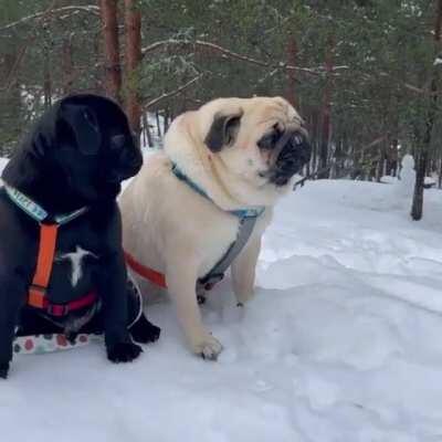 Incredible barking. The black dog’s reaction is hilarious! (sound on)