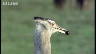 Kori Bustards follow herds of large ungulates to catch insects flushed out by them or to pick through their dung for edible invertebrates, such as dung beetles.