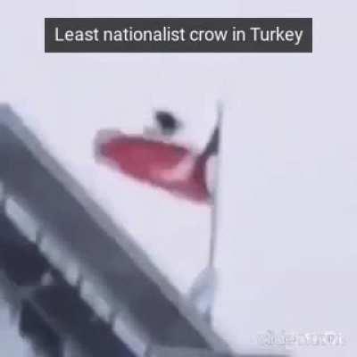 Least nationalist Turkish bird 😳🐺🇹🇷🐦🤘