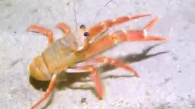 Tuna crabs bewildered by an unfamiliar object on the seafloor