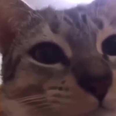 Fascism did not triumph in Chile, not a meme, just happy af