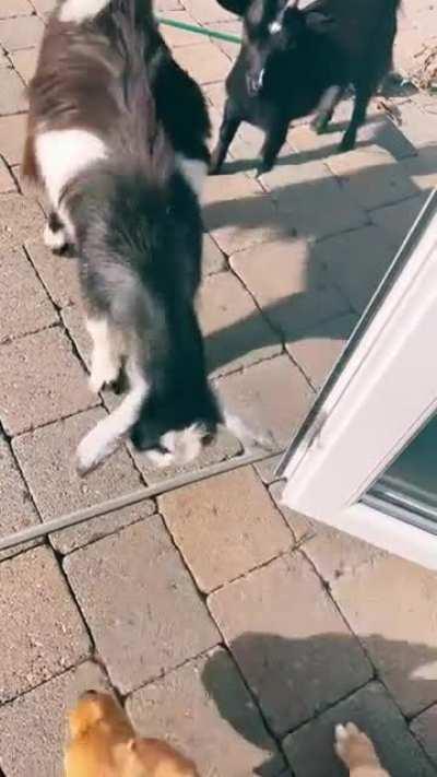 Everyone's gangsta until the bulldog shows