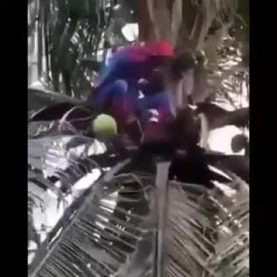 Muquinha é flagrado roubando coco vestido de miranha