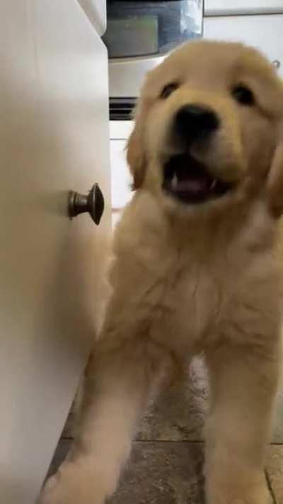 My new pup biting anything he can lol