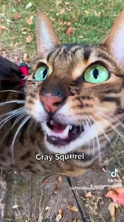 Savanna cat talks to the animals