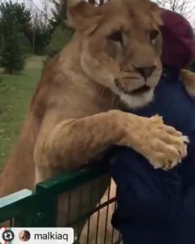 Lions welcome their old friend