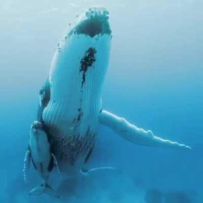 That sound is haunting