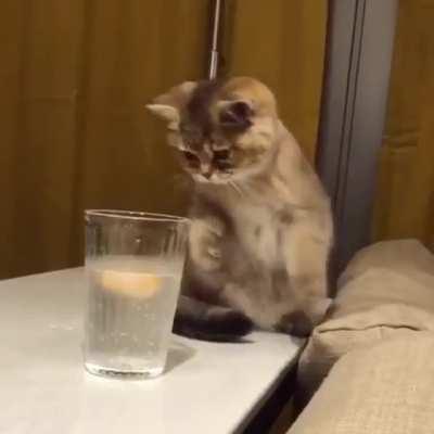 I love how it got distracted and started to use the glass as a scratching post