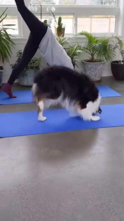 Doggo does entire yoga routine with owner