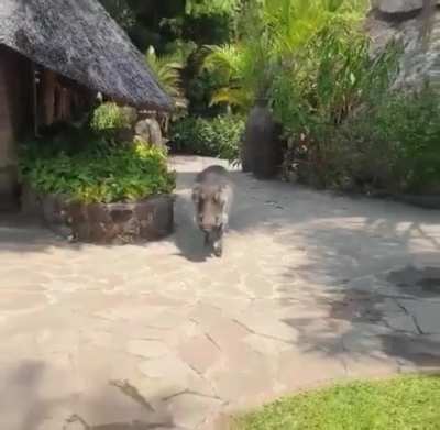 The Unexpected Chaos of Petting a Warthog