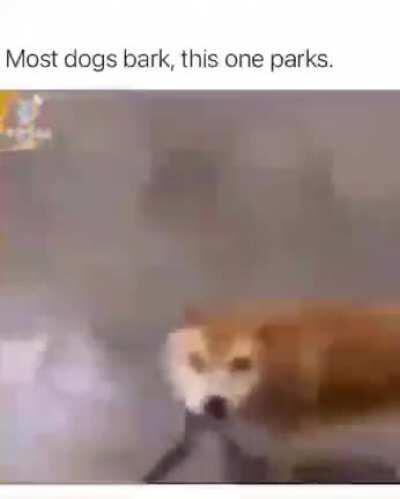 I hope a traffic cop doesn’t give him a barking ticket