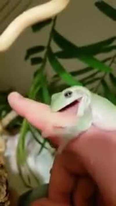 This frog being mean to it’s owner