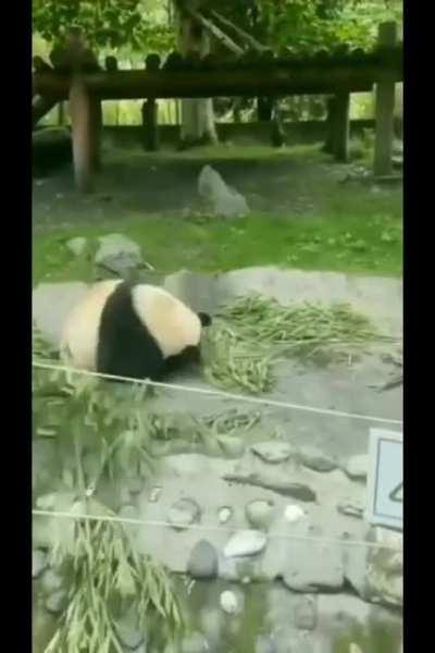 Highly skilled panda warrior