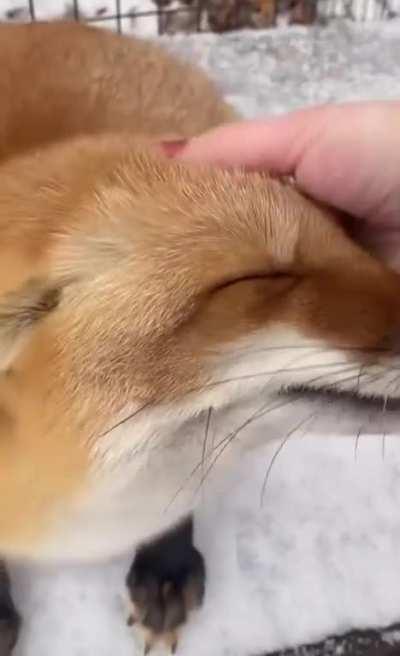 so that's what the fox says 😳