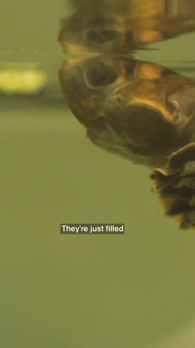 This Turtle’s Water Looks Dirty (It’s Not!)