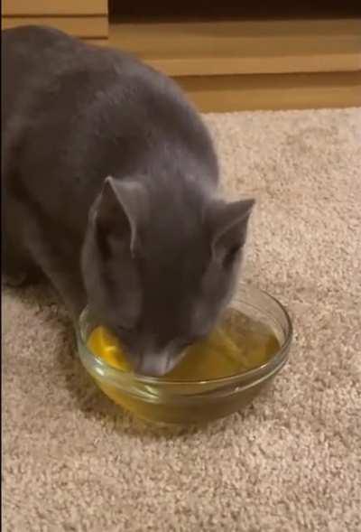 “Catnip tea “ he really do be vibin tho