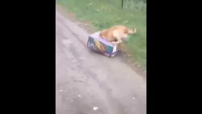 собака сама себя котака