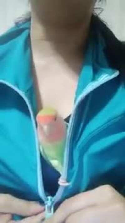 Parrot is better than horny