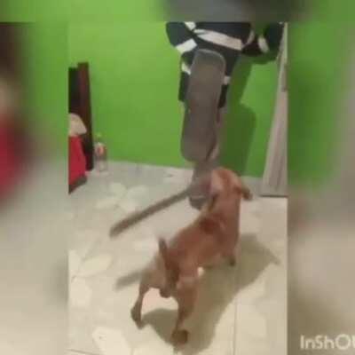 I wanna see this dog vs dak (Kitty's dog that wants to eat Kyle asshole first)