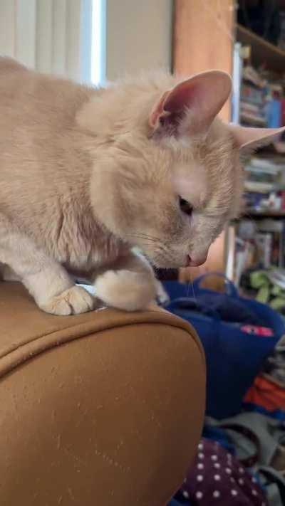 Bitey never knows where to put his paw when he lays down. 