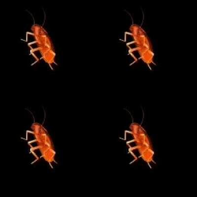 The røaches! They're multiplying!