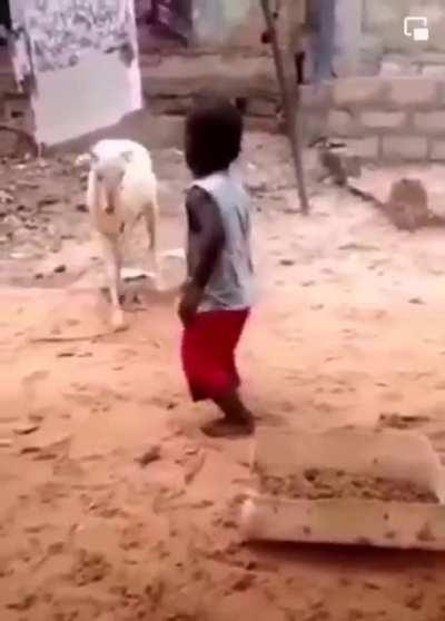 hmjb while i battle with the goat
