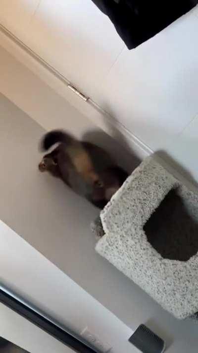 There is no hope. The greebles have won