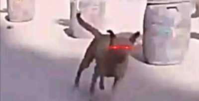 Surfing on tire gone wrong