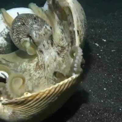 an octopus using shells as shields as a scuba diver approaches it