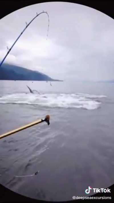 A pod of whales suddenly appears from the depths.