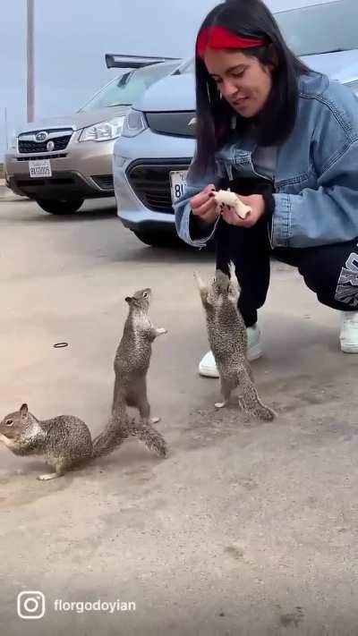 Group of squirrels want some snacks