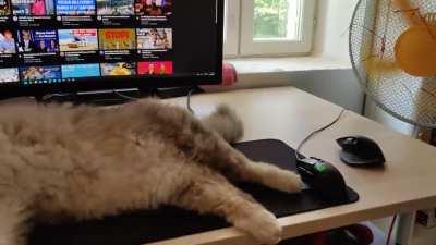 Friends cat during heatwave 32°C/89.6°F