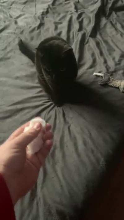 My indoor cat’s first experience with snow.