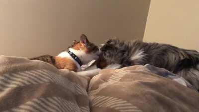 It’s bedtime time to clean each other’s faces and ears